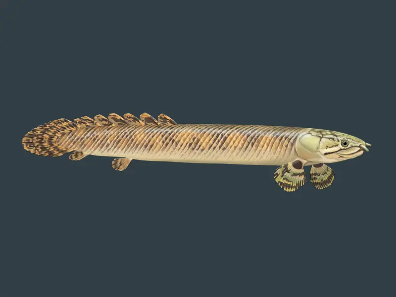 Wissenschaftliche Typus Illustration eines Flösselhechts für eine Infografik im Zoo Basel