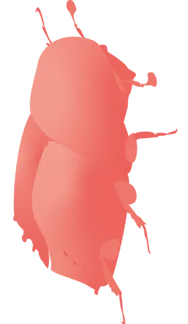 Isometrische Zeichnung eines Borkenkäfers