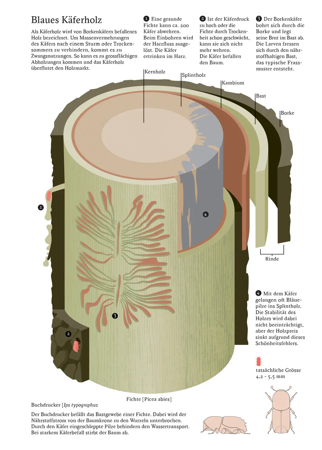 Isometrische Infografik mit Text und Illustrationen, gezeigt wird ein Baumstamm der von Borkenkäfern befallen ist
