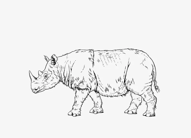 Wissenschaftliche Typusillustration eines Sumatra-Nashorns für eine Infotafel des Zoo Basels