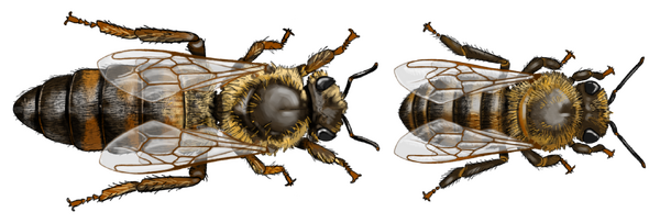 Bienen – Die schlauen Tänzerinnen