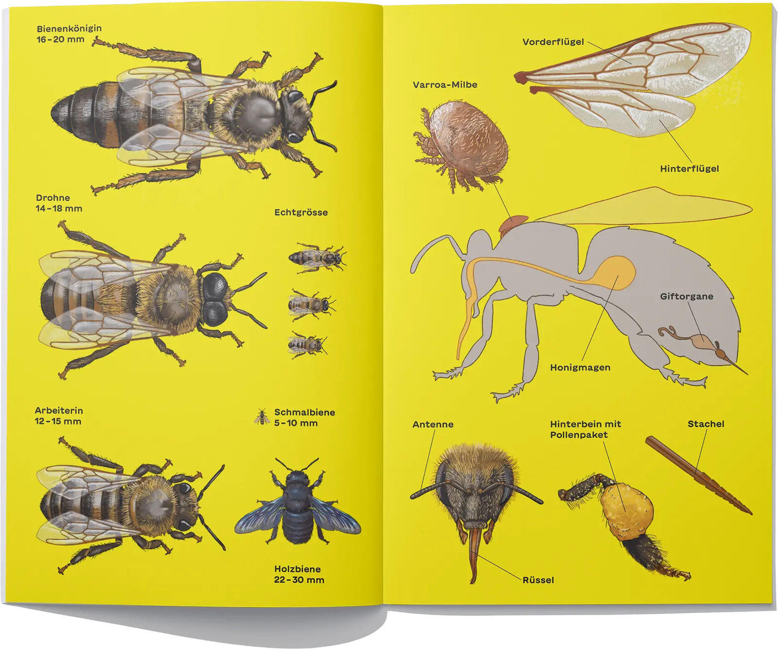 Doppelseite des illustrierten Hefts der wissenschaftlichen Illustratorin Yolanda Keiser zum Thema Bienen
