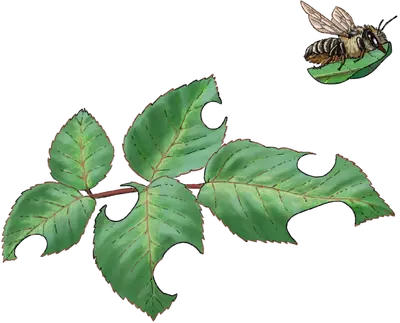 Illustration einer Blattschneiderbiene mit einem Rosenblatt