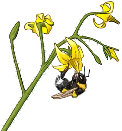 Illustration einer Hummel an einer Tomatenblüte