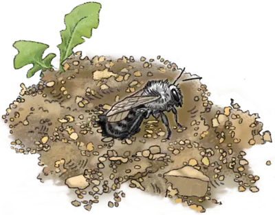 Wissenschaftliche Zeichnung einer Sandbiene beim Verlassen ihres Nests