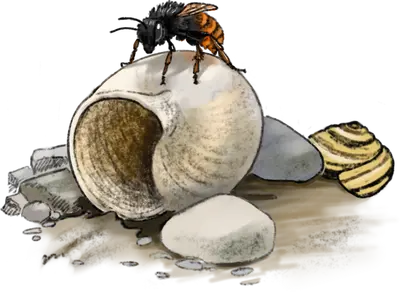 Realistische Zeichnung einer Schneckenhausbiene auf einem Schneckenhaus