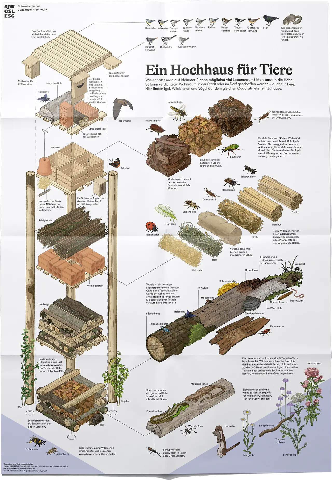 Illustrative Infografik einer Biodiversitätsfördermassnahme. Gezeigt sind viele einheimische Tiere und Pflanzen der Schweiz