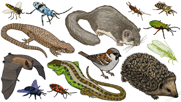 Ein Hochhaus für Tiere – SJW Heft