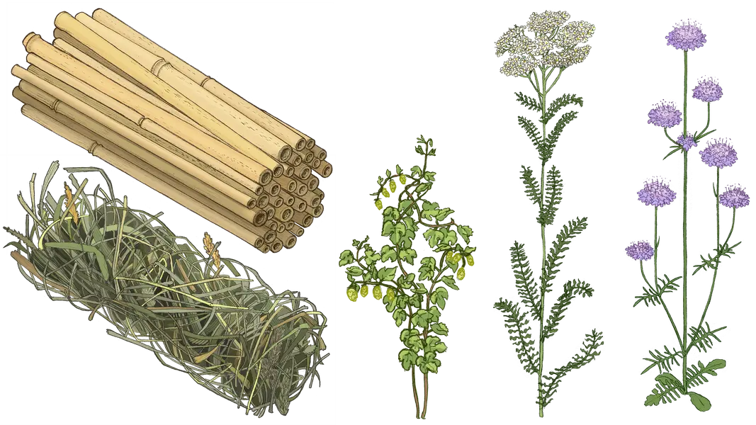 Kolorierte Zeichnungen von Bambus, Heu, Hopfen, Schafgarbe und Taubenscabiose