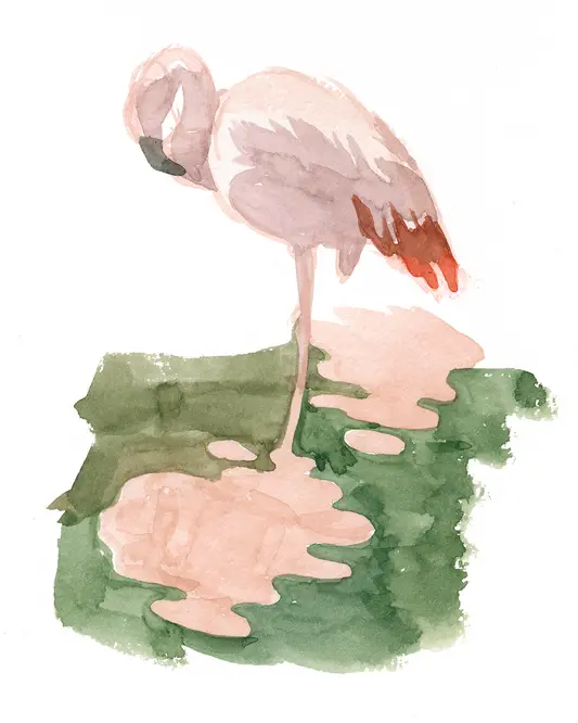 Aquarellskizze eines Flamingos Tierillustration