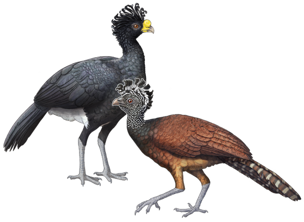 Tuberkelhokko – Typusillustration
