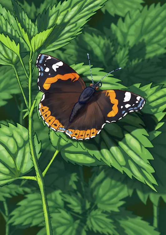 Wissenschaftliche Illustration eines Admiral Schmetterlings auf einer Brennnessel in lebendigem, farbigen Stil