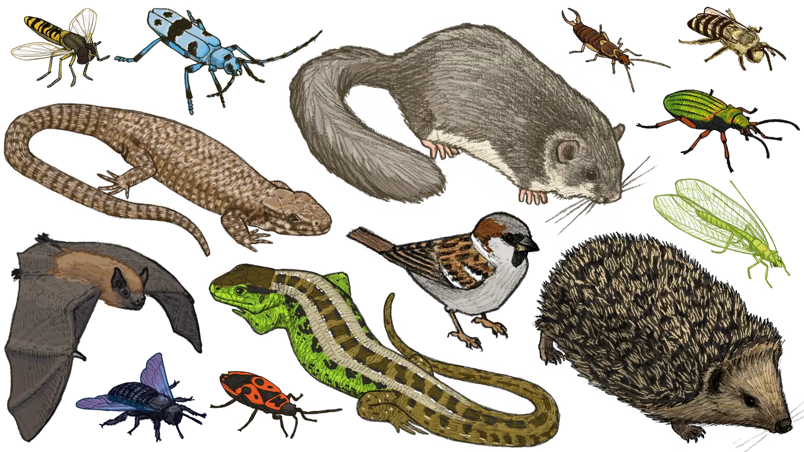 wissenschaftliche Illustrationen verschiedenenr in der Schweiz heimischen Wildtieren, Insekten, Eidechsen, Igel, Siebenschläfer, Spatzen