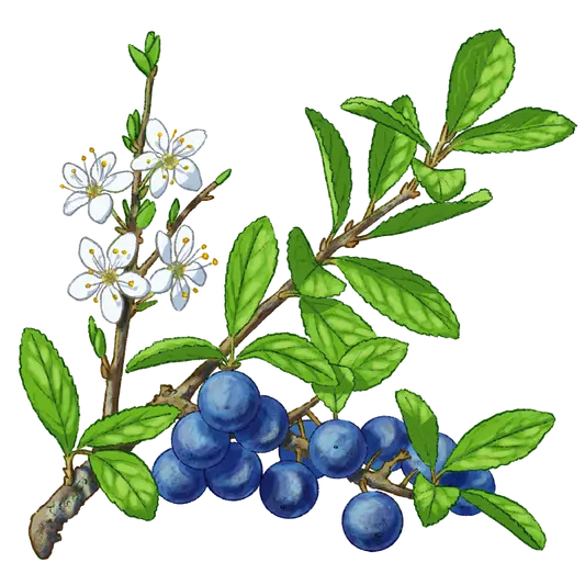 Wissenschaftliche Typus Illustration einer Schlehe Schwarzdorn in den verschiedenen Stadien von Blüte bis Frucht