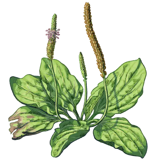 Wissenschaftliche Typus Illustration eines Breitwegerichs in den verschiedenen Stadien von Blüte bis Frucht