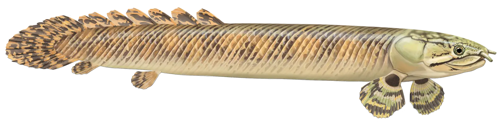 Wissenschaftliche Typus Illustration eines Mokele-Mbembe-Flösselhechts für eine Infografik im Zoo Basel